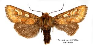 Attēlu rezultāti vaicājumam “Panolis flammea”