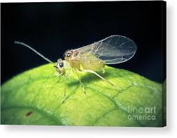 Attēlu rezultāti vaicājumam “Psocoptera”