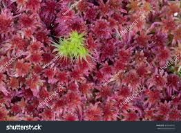 Attēlu rezultāti vaicājumam “Sphagnum magellanicum”