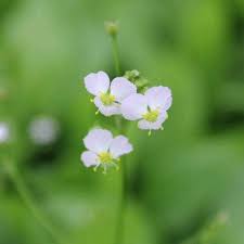 Attēlu rezultāti vaicājumam “Alisma plantago-aquatica”