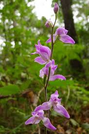 Attēlu rezultāti vaicājumam “Cephalanthera rubra flower”