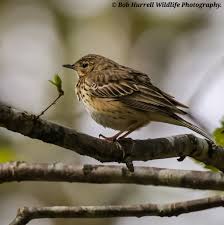 Attēlu rezultāti vaicājumam “Anthus trivialis”