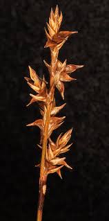 Attēlu rezultāti vaicājumam “Carex echinata”