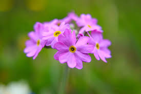 Attēlu rezultāti vaicājumam “Primula farinosa flower”