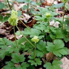 Attēlu rezultāti vaicājumam “Adoxa moschatellina”