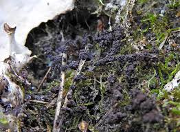 Attēlu rezultāti vaicājumam “Badhamia foliicola sessile”