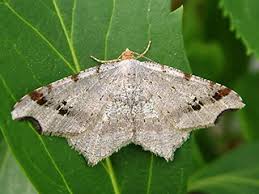 Attēlu rezultāti vaicājumam “Macaria alternata”