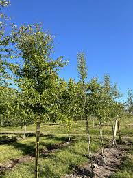 Attēlu rezultāti vaicājumam “Crataegus monogyna subsp. nordica”