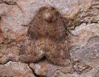 Attēlu rezultāti vaicājumam “Rusina ferruginea female”