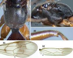 Attēlu rezultāti vaicājumam “Dipogon sp.”