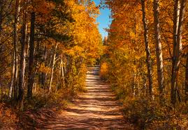 Bildergebnis für Fall…