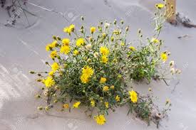 Attēlu rezultāti vaicājumam “Tragopogon heterospermus”