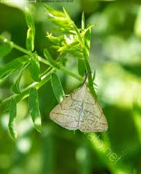 Attēlu rezultāti vaicājumam “Polypogon tentacularius”