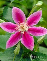 Attēlu rezultāti vaicājumam “Clematis”