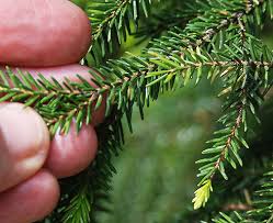 Attēlu rezultāti vaicājumam “Picea orientalis”