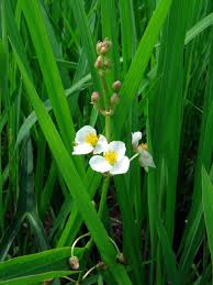 Attēlu rezultāti vaicājumam “Sagittaria sagittifolia flower”