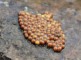 Attēlu rezultāti vaicājumam “Perichaena corticalis macro”