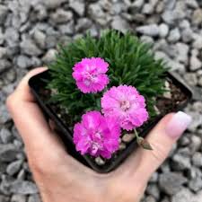 Image result for Dianthus gratianopolitanus