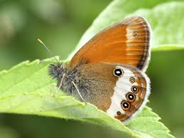 Attēlu rezultāti vaicājumam “Coenonympha arcania underside”