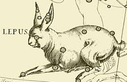 Attēlu rezultāti vaicājumam “Lepus sp.”