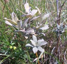 Attēlu rezultāti vaicājumam “Salix lapponum”