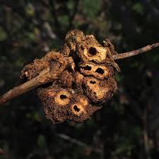 Attēlu rezultāti vaicājumam “Diplolepis rosae”