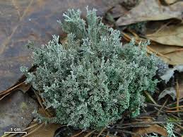 Attēlu rezultāti vaicājumam “Cladonia deformis”