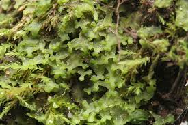 Attēlu rezultāti vaicājumam “Pellia endiviifolia”