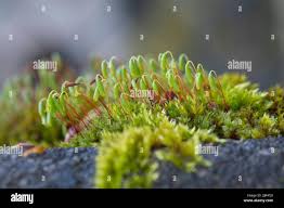 Attēlu rezultāti vaicājumam “Bryum neodamense”