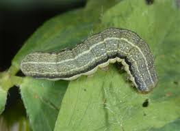 Attēlu rezultāti vaicājumam “Orthosia gracilis”