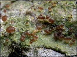 Attēlu rezultāti vaicājumam “Baeomyces rufus”