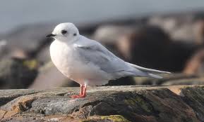 Image result for Rhodostethia rosea