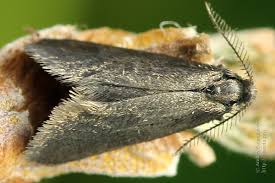 Attēlu rezultāti vaicājumam “Proutia betulina larva”