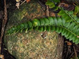 Attēlu rezultāti vaicājumam “Polystichum lonchitis”