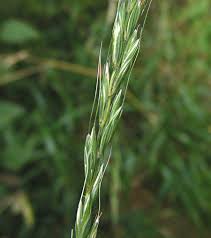 Attēlu rezultāti vaicājumam “Elymus caninus”