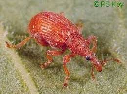 Attēlu rezultāti vaicājumam “Apion sp.”