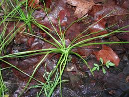 Attēlu rezultāti vaicājumam “Isoetaceae”