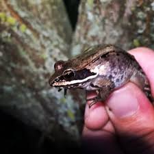 Attēlu rezultāti vaicājumam “Ranidae”