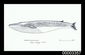 Image result for Balaenoptera physalus