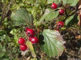 Attēlu rezultāti vaicājumam “Crataegus submollis flower”