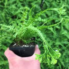 Attēlu rezultāti vaicājumam “Athyrium filix-femina”