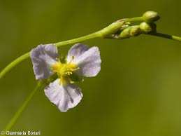Attēlu rezultāti vaicājumam “Alisma gramineum flower”