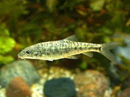 Image result for Barbus barbus