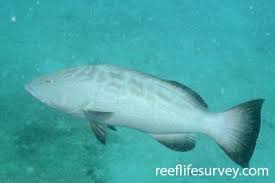 Image result for Mycteroperca olfax