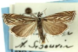 Attēlu rezultāti vaicājumam “Platytes alpinella”