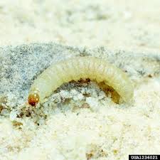 Attēlu rezultāti vaicājumam “Plodia interpunctella”