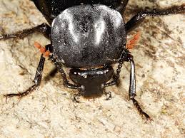 Attēlu rezultāti vaicājumam “Necrodes littoralis”