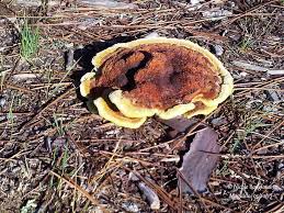 Attēlu rezultāti vaicājumam “Phaeolus schweinitzii”