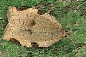 Attēlu rezultāti vaicājumam “Lozotaenia forsterana”