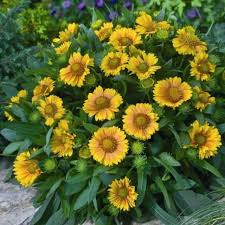 Image result for Gaillardia
